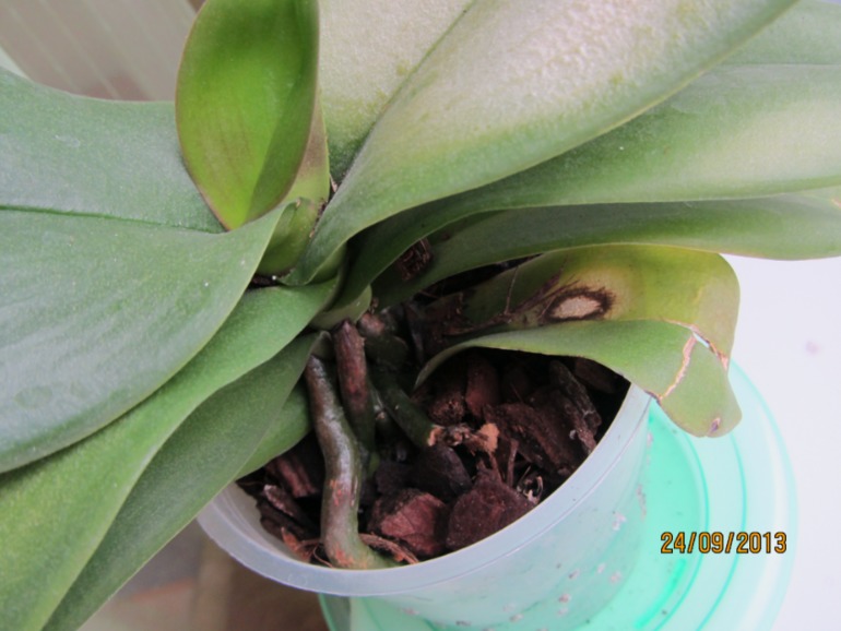 Ну вот...видимо все(((