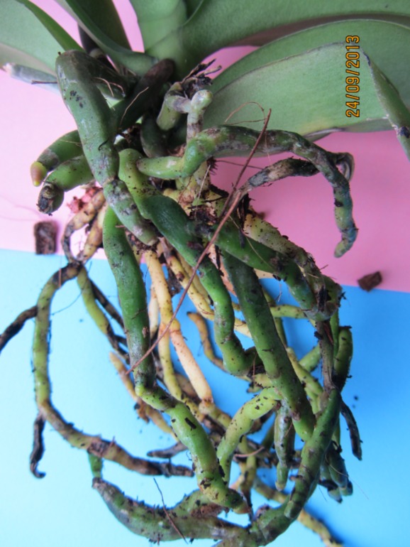 Ну вот...видимо все(((