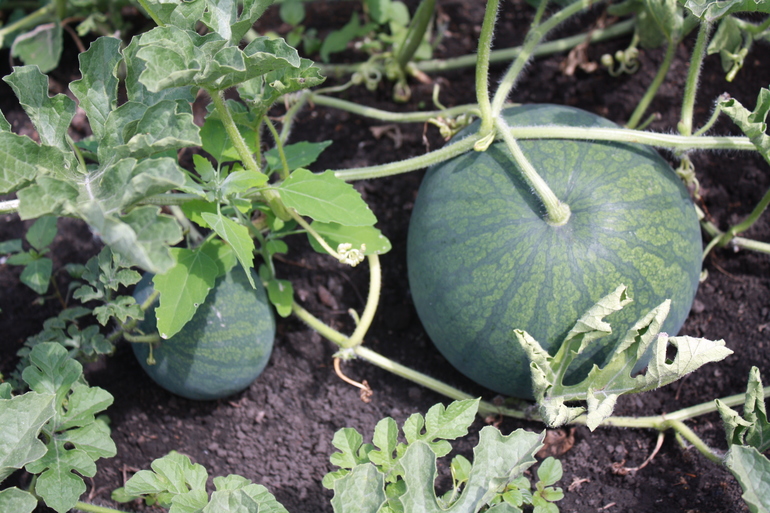 арбузы на даче