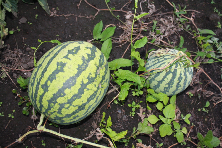 арбузы на даче