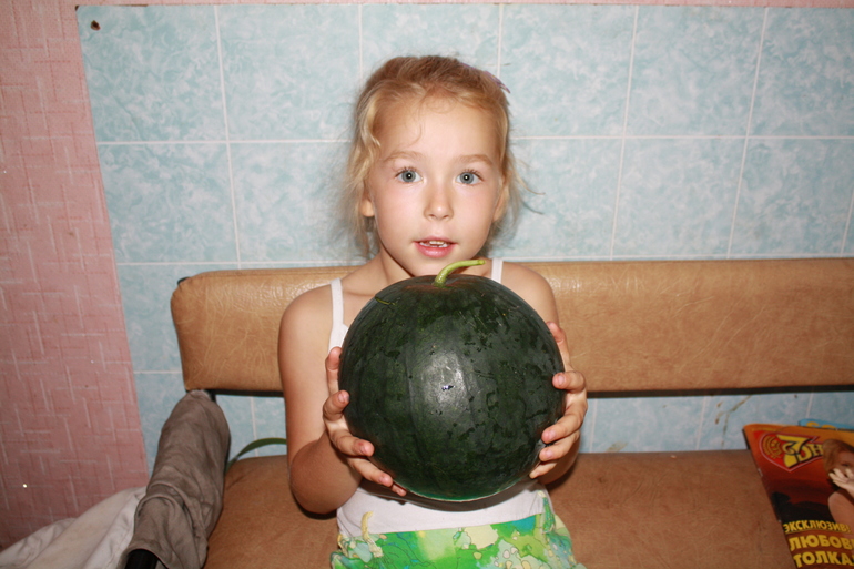 арбузы на даче