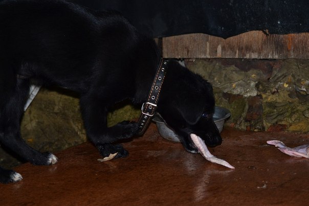 Спасение собаки Лары