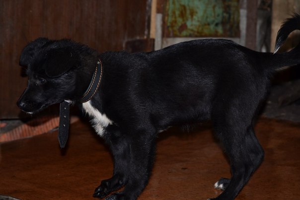 Спасение собаки Лары