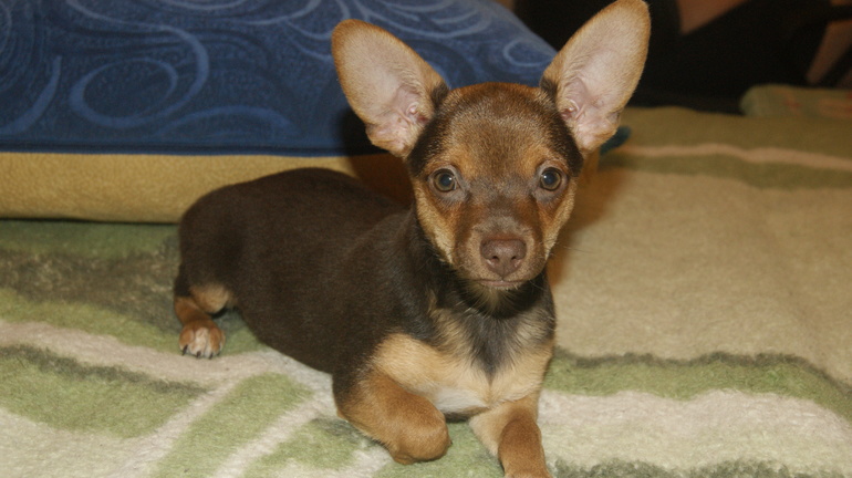 Мое маленькое чудо)))