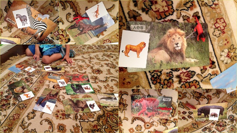 Изучаем животных теплых стран-один из вариантов