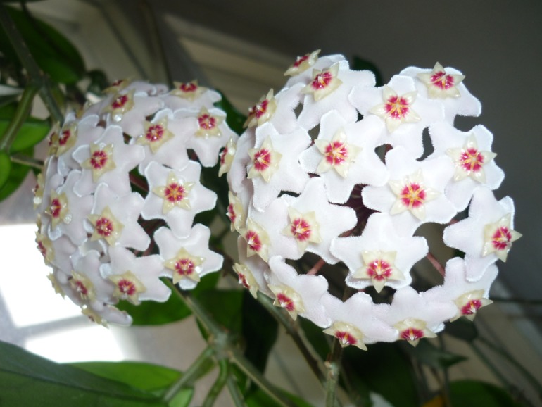 Хойкомания))