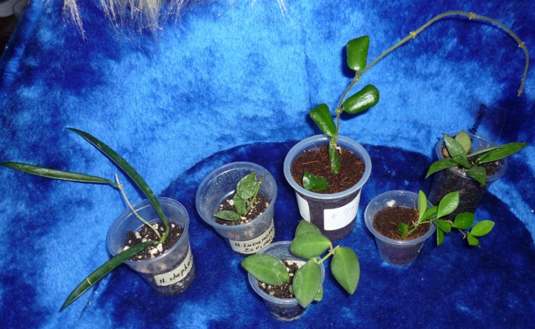 Хойкомания))