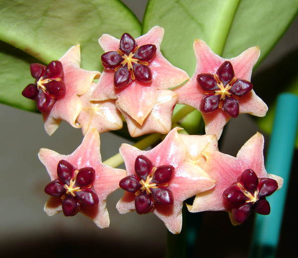 Хойкомания))