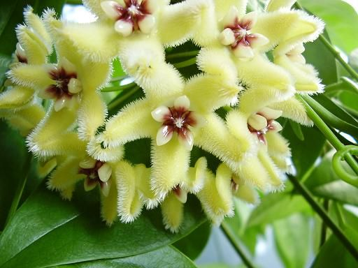 Хойкомания))