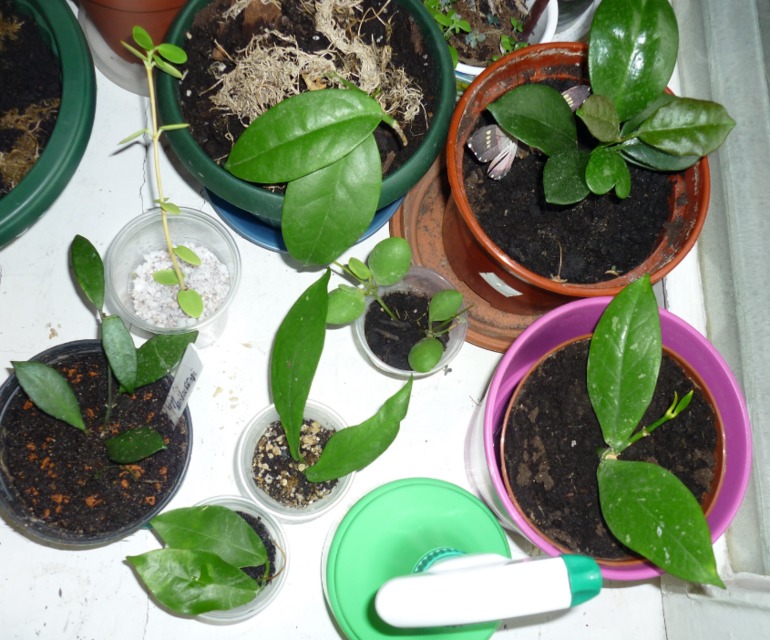 Хойкомания))