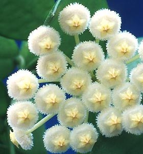 Хойкомания))