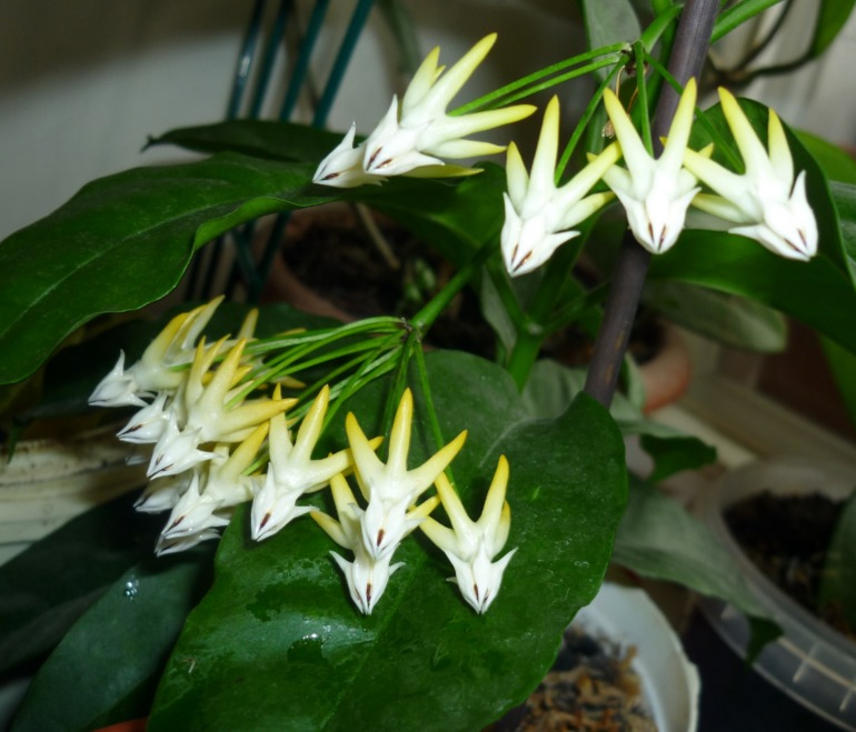 Хойкомания))