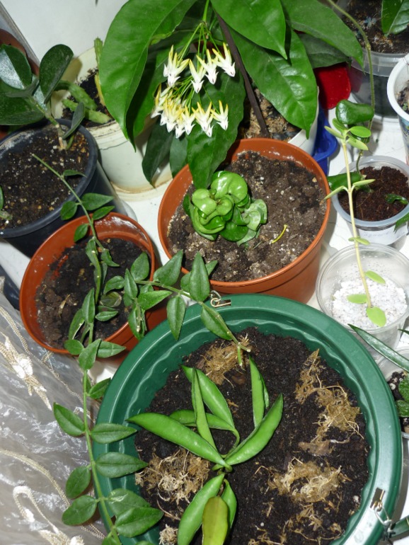 Хойкомания))