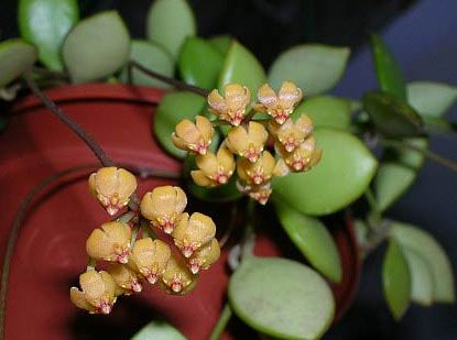 Хойкомания))