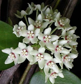 Хойкомания))