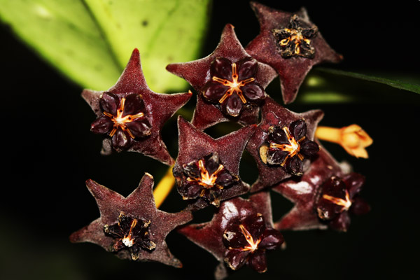 Хойкомания))