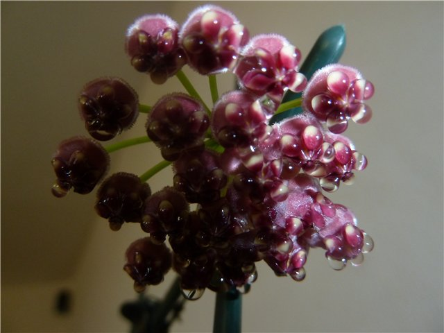 Хойкомания))