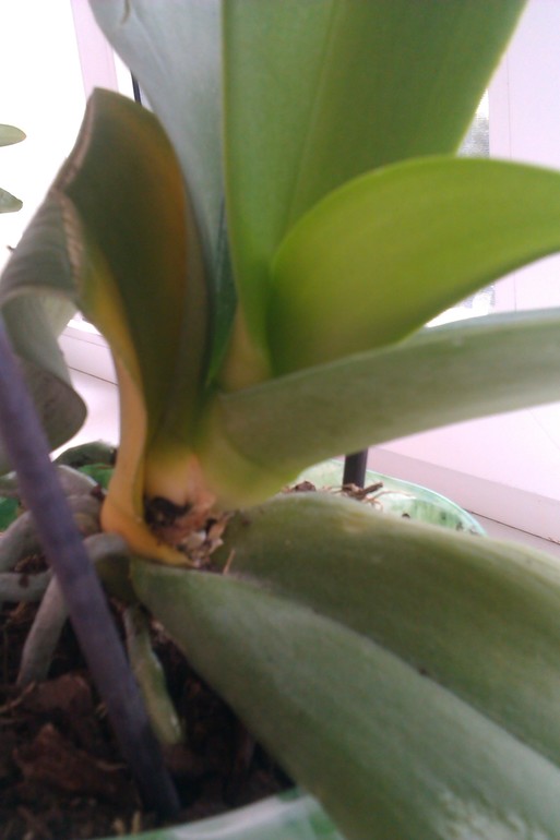 Помогите спасти цветок!