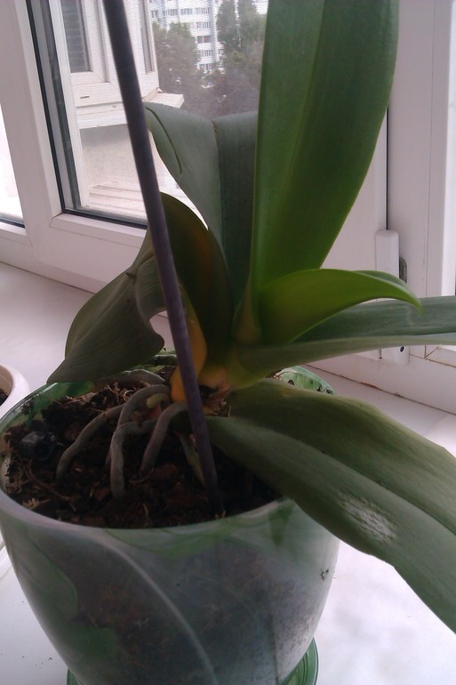 Помогите спасти цветок!