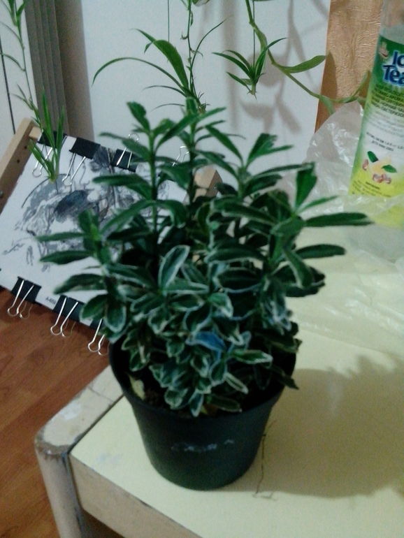 Как его зовут?