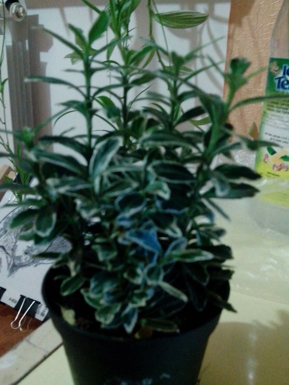 Как его зовут?