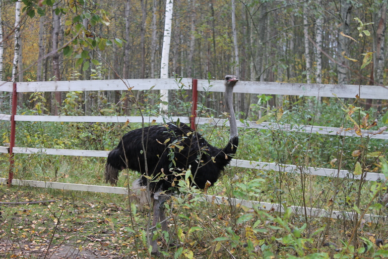 Мирослава познает животный мир.