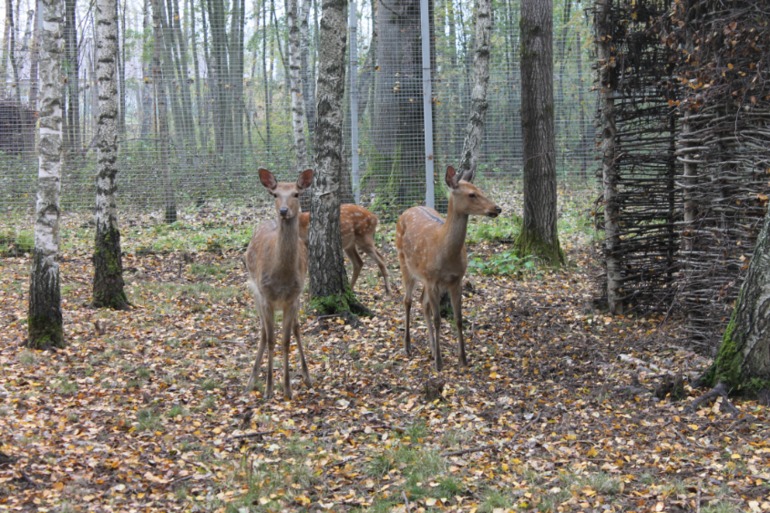 Мирослава познает животный мир.