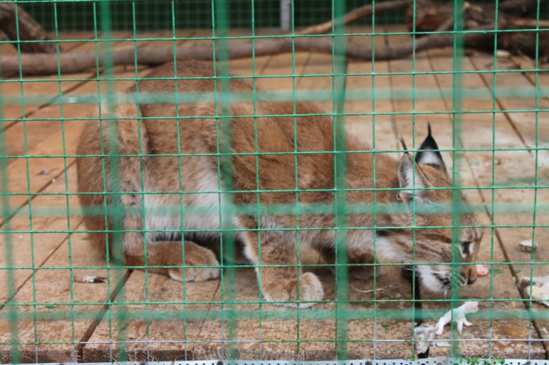 Мирослава познает животный мир.