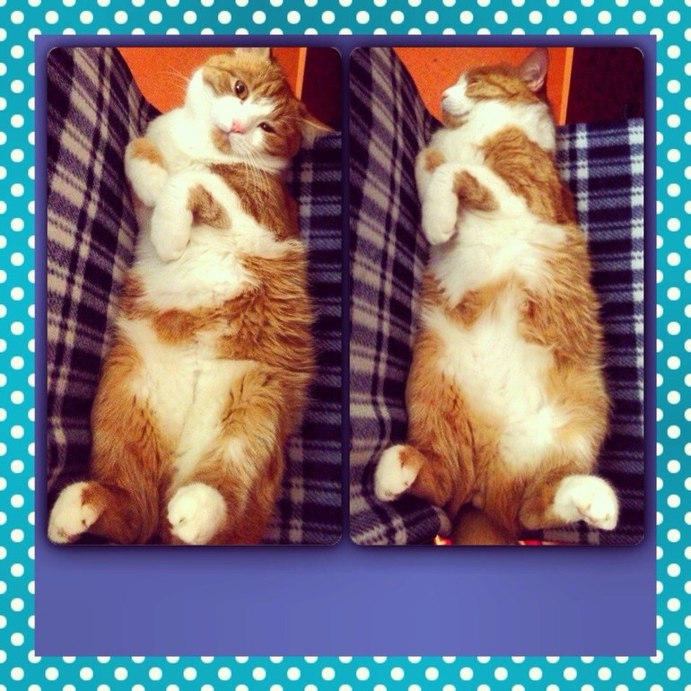 Бобичек заболел(