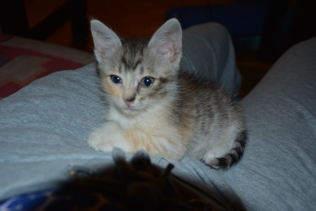 Моя подобрашка или история моей безответственности.