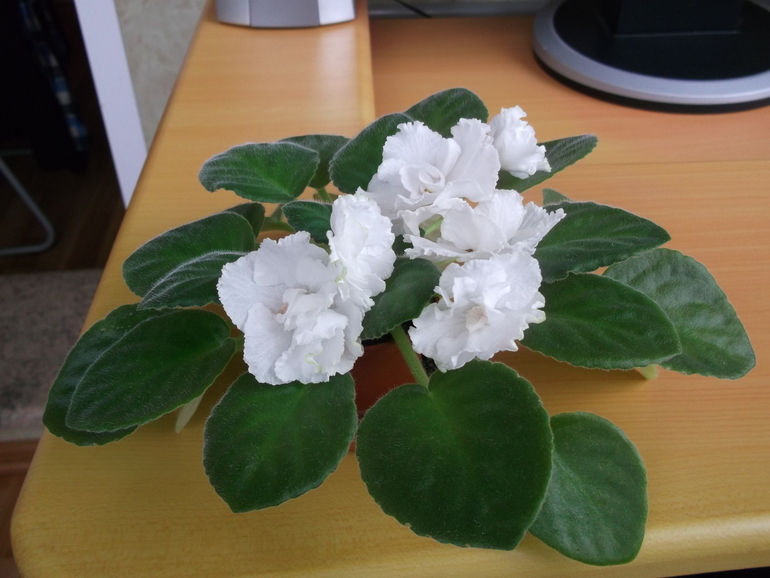 Пристрою фиалки сортовые.