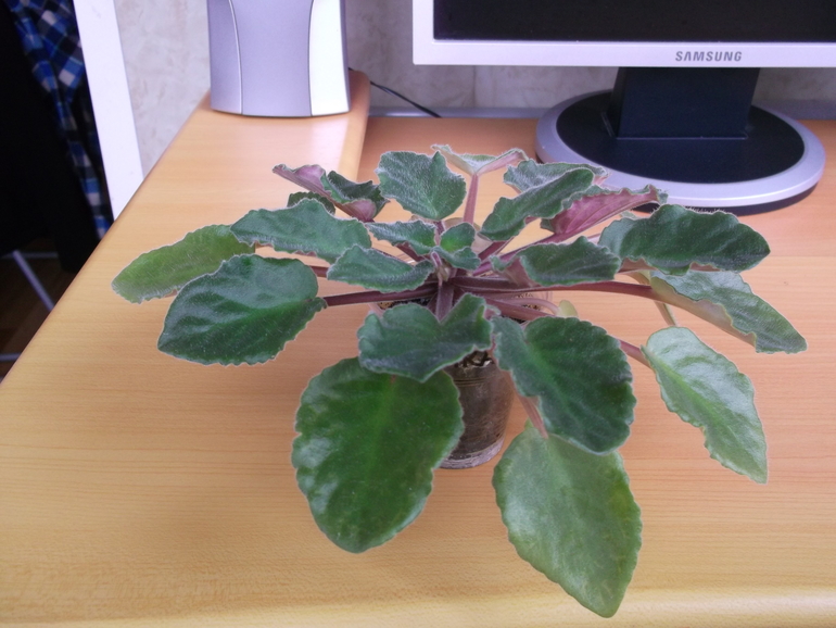 Пристрою фиалки сортовые.