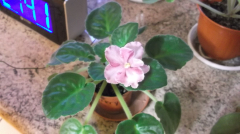 Пристрою фиалки сортовые.