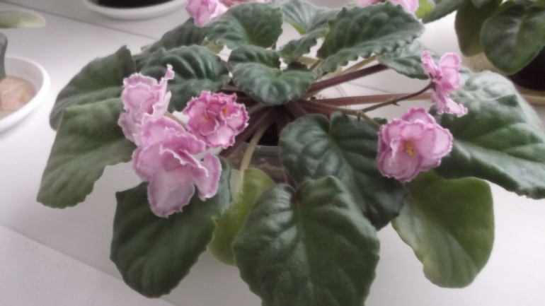 Пристрою фиалки сортовые.