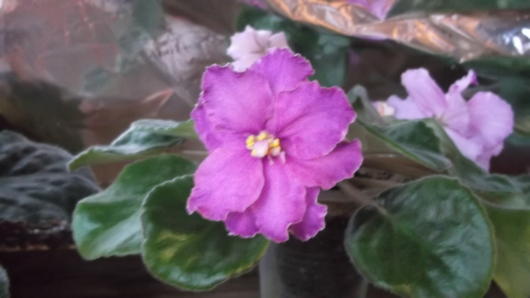 Пристрою фиалки сортовые.