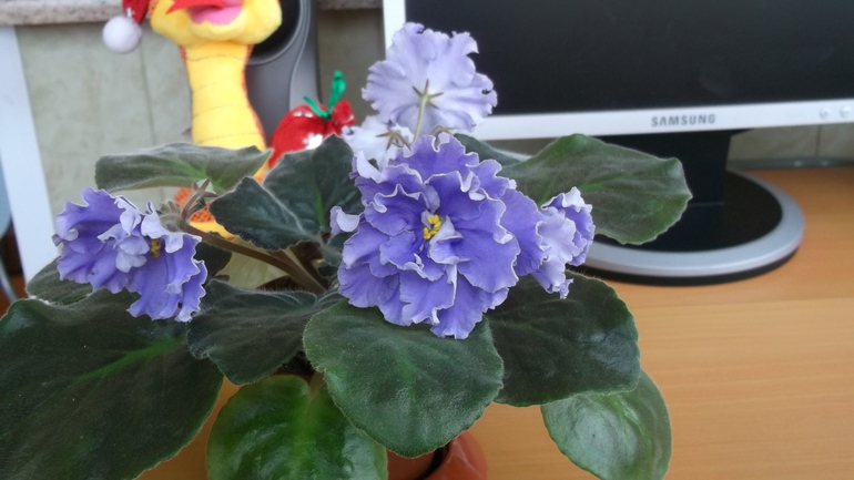 Пристрою фиалки сортовые.