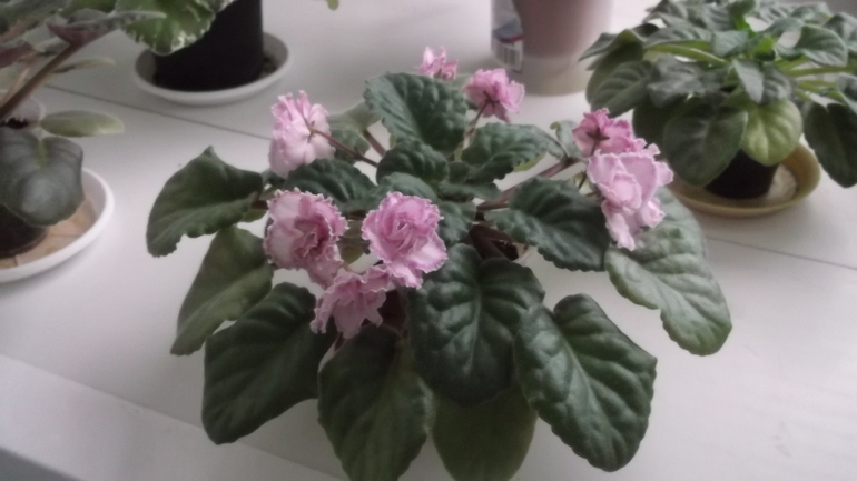 Пристрою фиалки сортовые.