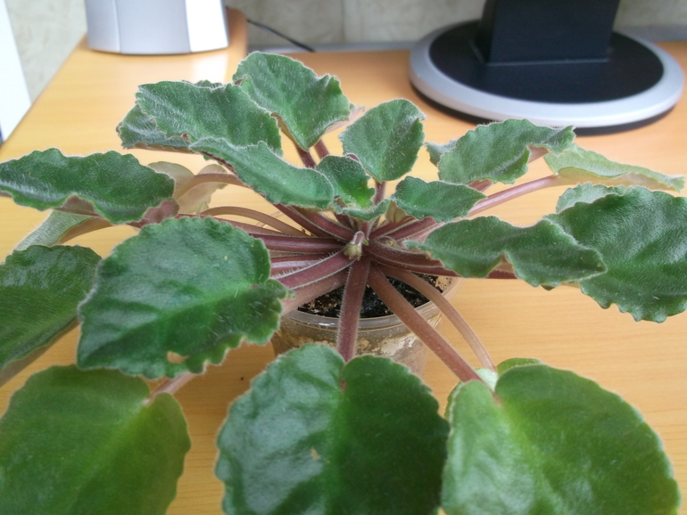 Пристрою фиалки сортовые.