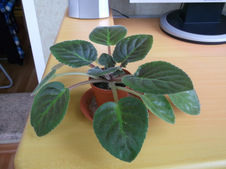 Пристрою фиалки сортовые.