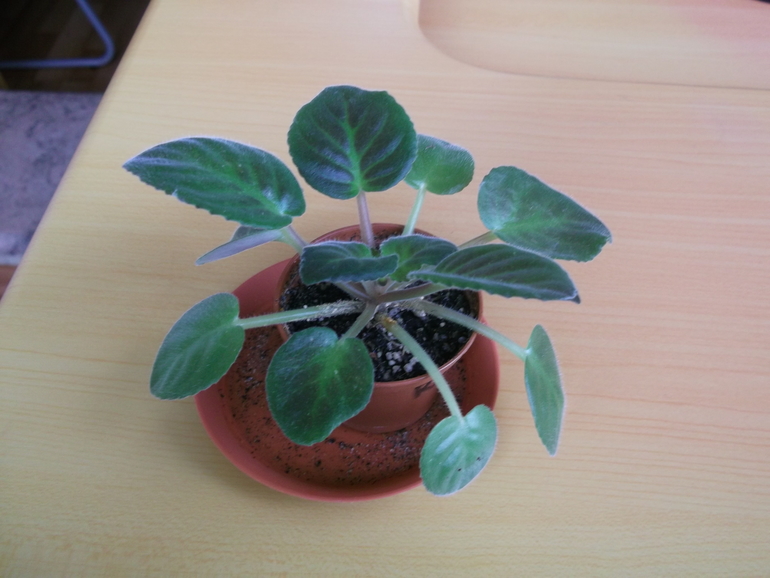 Пристрою фиалки сортовые.