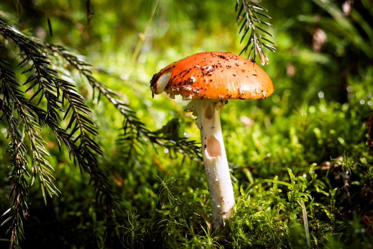 мухоморчик :)