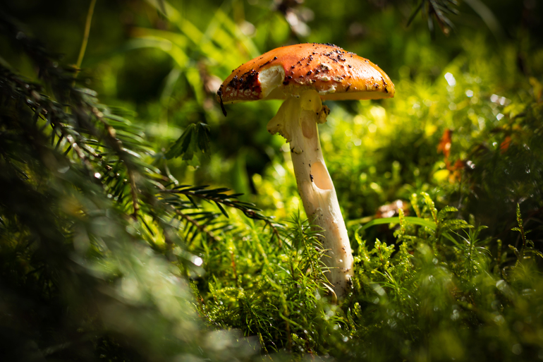 мухоморчик :)