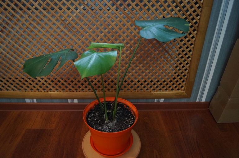 Продаю БОЛЬШИЕ растения