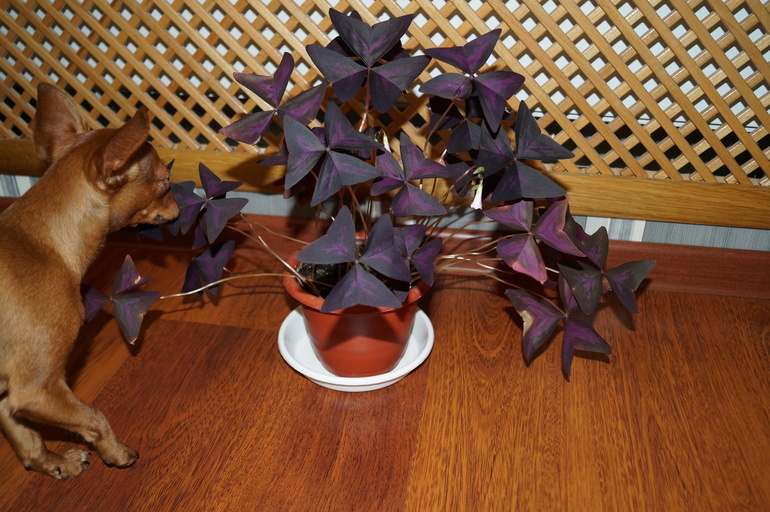 Продаю БОЛЬШИЕ растения