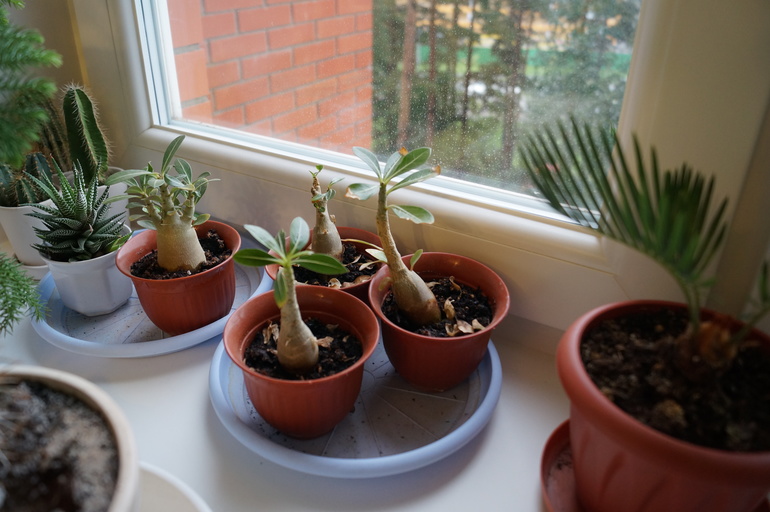 Продаю БОЛЬШИЕ растения