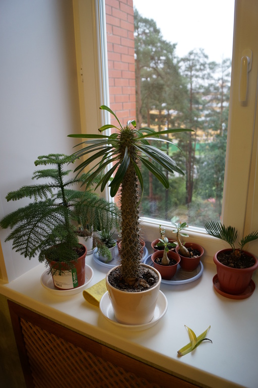 Продаю БОЛЬШИЕ растения