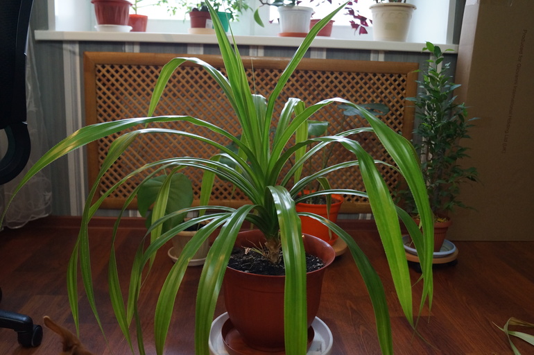 Продаю БОЛЬШИЕ растения