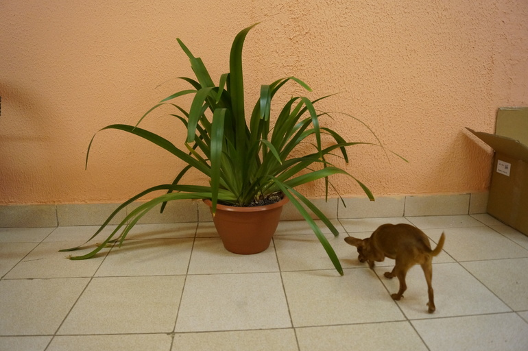 Продаю БОЛЬШИЕ растения