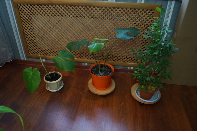 Продаю БОЛЬШИЕ растения