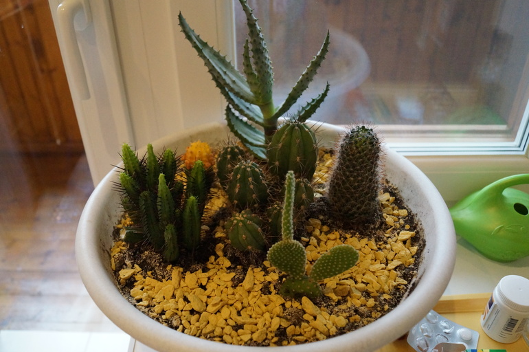 Продаю БОЛЬШИЕ растения